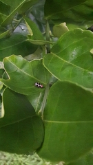 Omophoita simulans