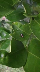 Omophoita simulans
