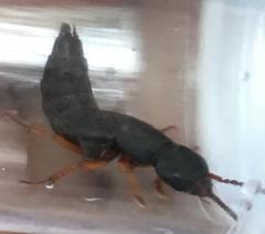 Dinothenarus badipes