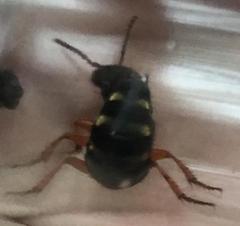 Dinothenarus badipes