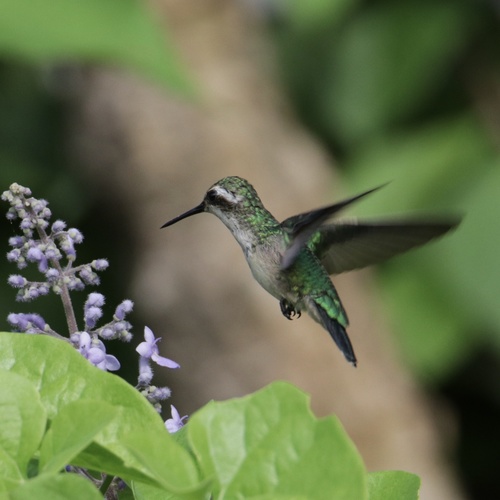 Garden Emerald (Chlorostilbon assimilis), photo 9