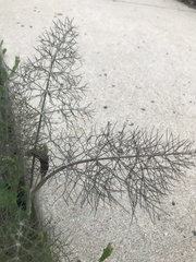 Foeniculum vulgare dulce