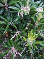 Comarostaphylis diversifolia diversifolia