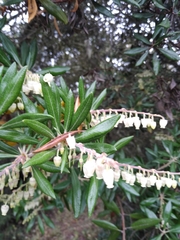 Comarostaphylis diversifolia diversifolia