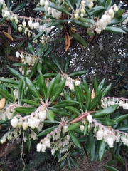 Comarostaphylis diversifolia diversifolia