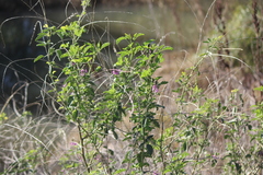 Cullen australasicum