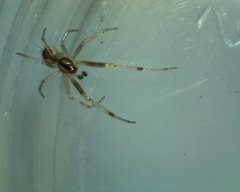 Theridiidae