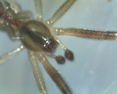 Theridiidae