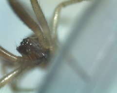 Theridiidae