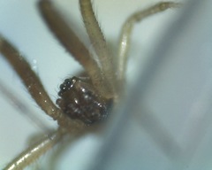 Theridiidae