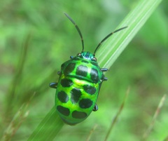 Chrysocoris stollii