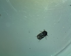 Trogoderma