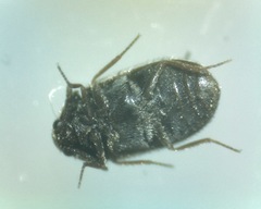Trogoderma