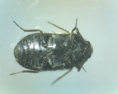 Trogoderma