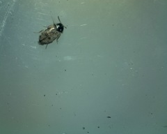 Trogoderma