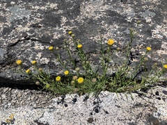 Erigeron inornatus
