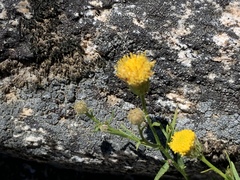 Erigeron inornatus