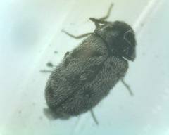 Trogoderma
