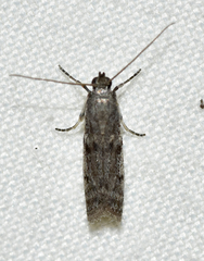 Eurythmia angulella