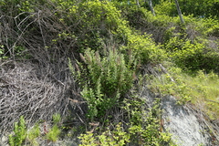 Artemisia suksdorfii