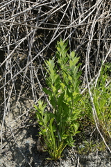 Artemisia suksdorfii