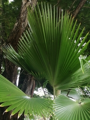 Livistona chinensis
