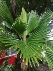 Livistona chinensis