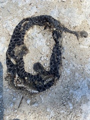 Sistrurus miliarius