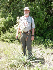 Yucca necopina