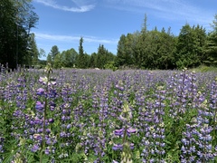Lupinus rivularis