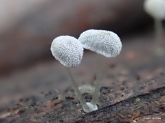 Mycena piringa