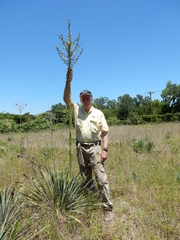 Yucca necopina