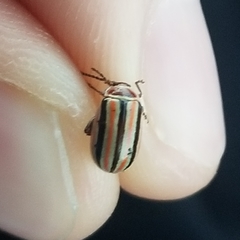 Kuschelina miniata