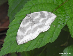 Cyclidia substigmaria