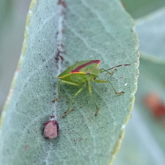 Thyanta pallidovirens