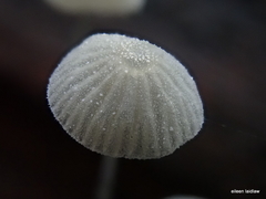 Mycena piringa