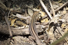 Aspidoscelis stictogrammus