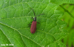 Macrolycus flabellatus