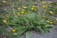 Plantago eriopoda