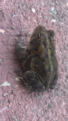 Anaxyrus terrestris