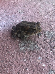 Anaxyrus terrestris