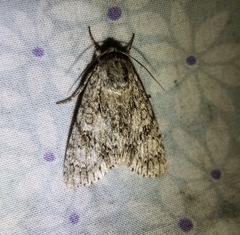 Acronicta impleta