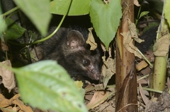 Paradoxurus hermaphroditus