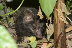 Paradoxurus hermaphroditus