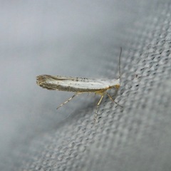 Argyresthia subreticulata