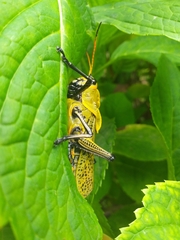 Taeniopoda varipennis