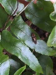 Megapenthes limbalis