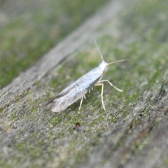 Argyresthia subreticulata