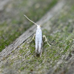 Argyresthia subreticulata