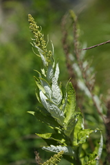 Artemisia suksdorfii